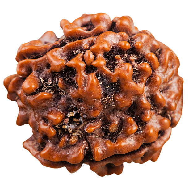 How to Gain Maximum Advantages from Do Mukhi Rudraksha Benefits
