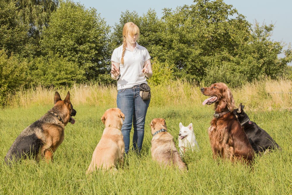 dog training in Murfreesboro TN