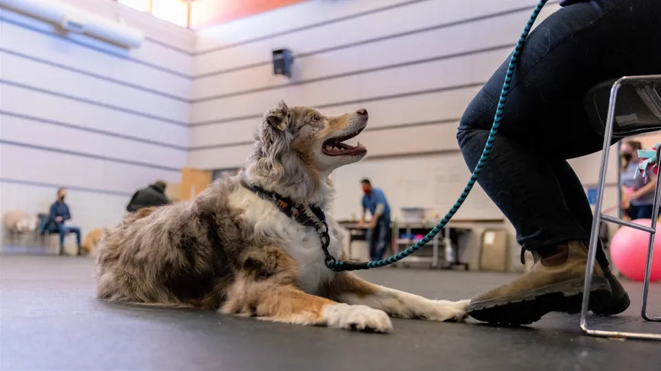 dog training near me